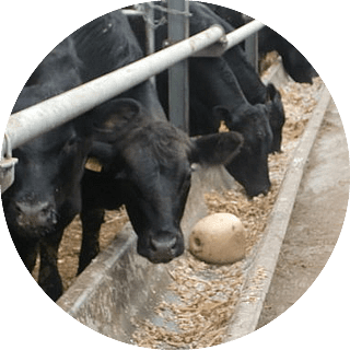 地域循環型農業と完全自給飼料の実現